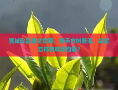 昆仑雪菊配普洱茶