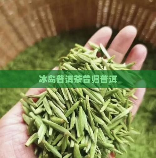 冰岛普洱昔归普洱