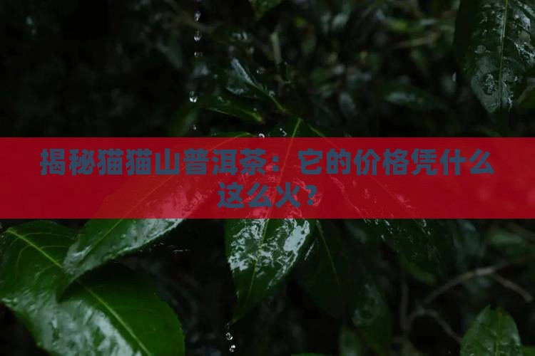 猫猫山普洱茶价格