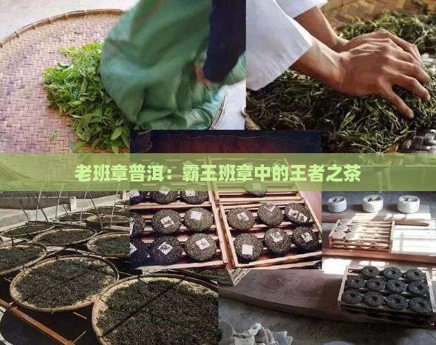 好茶源于老班章 好茶源于老班章