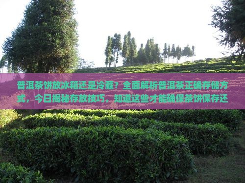 普洱茶饼放冰箱还是冷藏