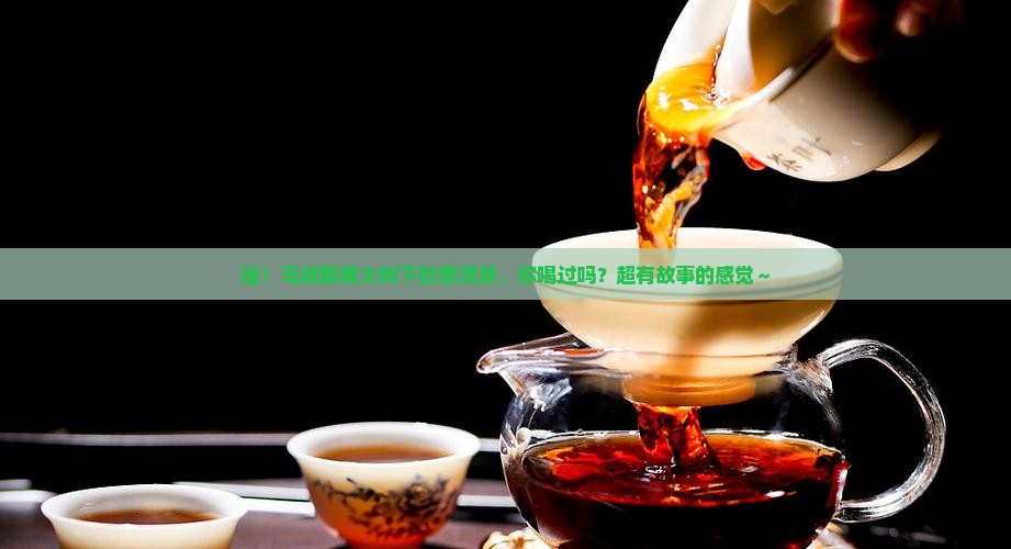 马坡大树普洱茶