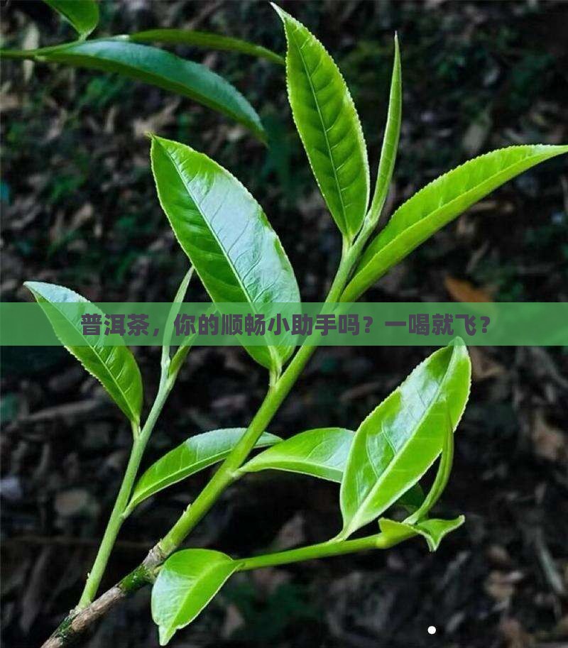 喝普洱茶容易通便吗