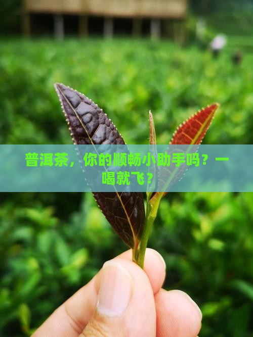 喝普洱茶容易通便吗