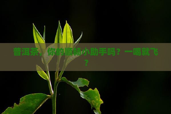 喝普洱茶容易通便吗