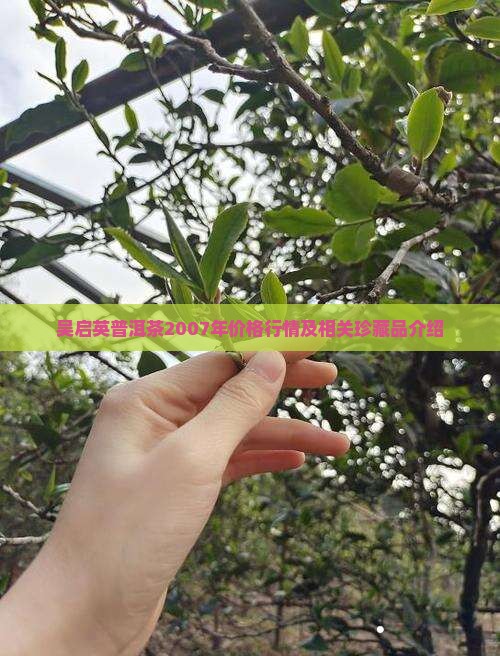 吴启英普洱茶2007年