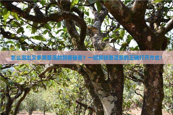 艾多美普洱茶泡法