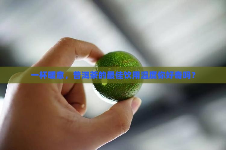 普洱茶适合什么温度喝