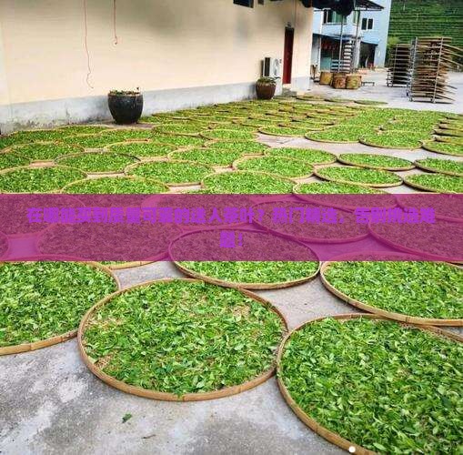 送的茶在哪里买