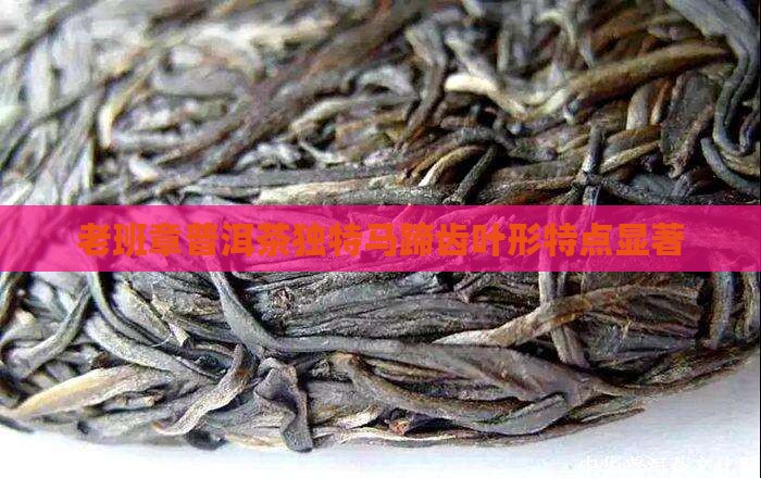 老班章叶形有马蹄齿特点 老班章叶形有马蹄齿特点