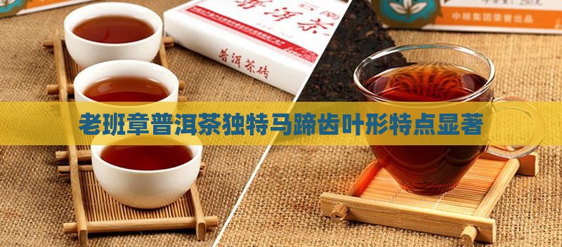 老班章叶形有马蹄齿特点 老班章叶形有马蹄齿特点