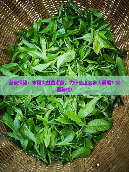 东阳大益普洱茶欢迎您 东阳大益普洱茶欢迎您