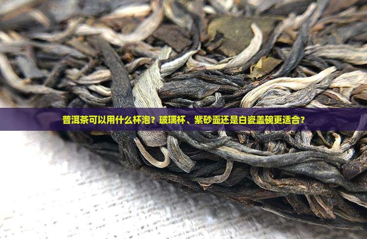 普洱茶可以用什么杯泡
