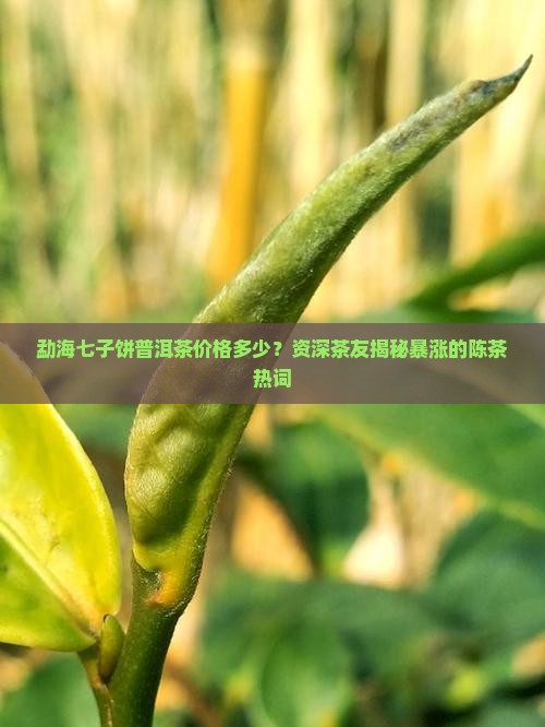 勐海七子饼普洱茶价格多少