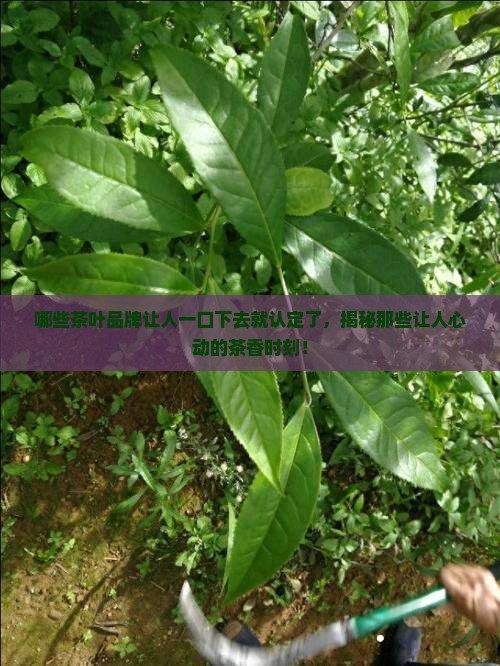 较好的茶叶牌子有哪些