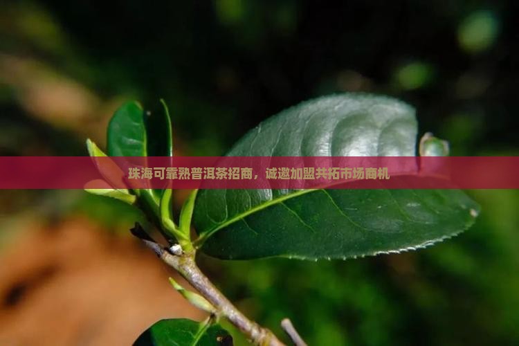 珠海可靠熟普洱茶招商