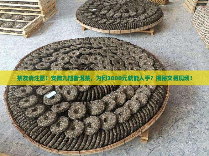 安徽九旭曲普洱茶交易