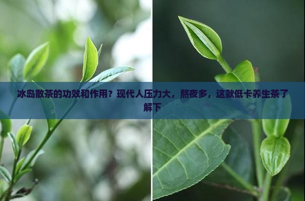 冰岛散茶的功效和作用