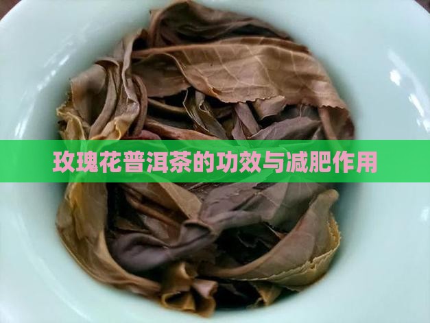 玫瑰花普洱茶可以减肥吗