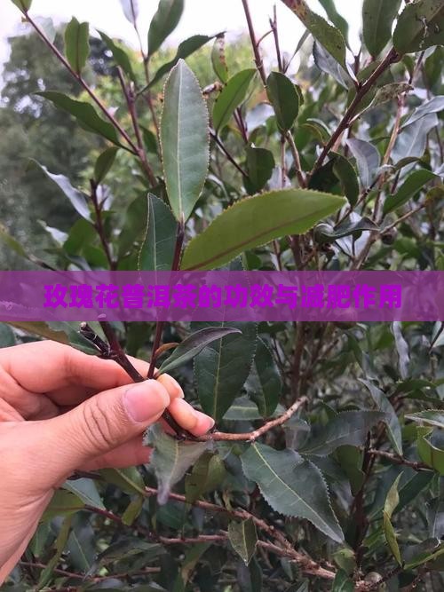 玫瑰花普洱茶可以减肥吗