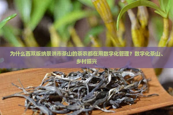 西双版纳景洪市茶山
