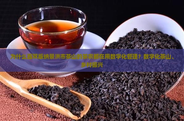 西双版纳景洪市茶山