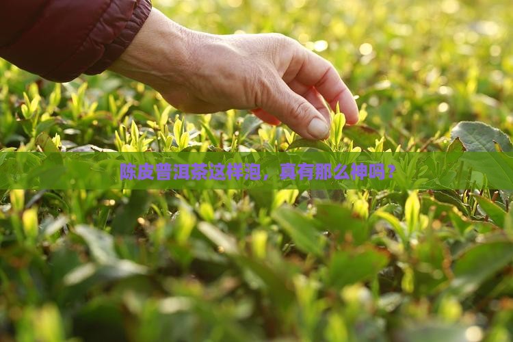 陈皮普洱茶的神仙喝法是什么