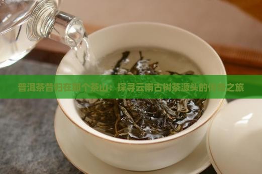 普洱茶昔归在那个茶山