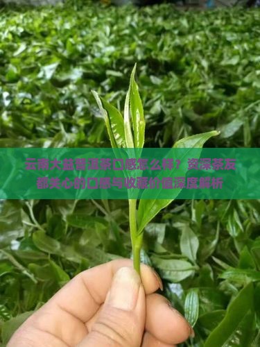 云南大益普洱茶口感怎么样