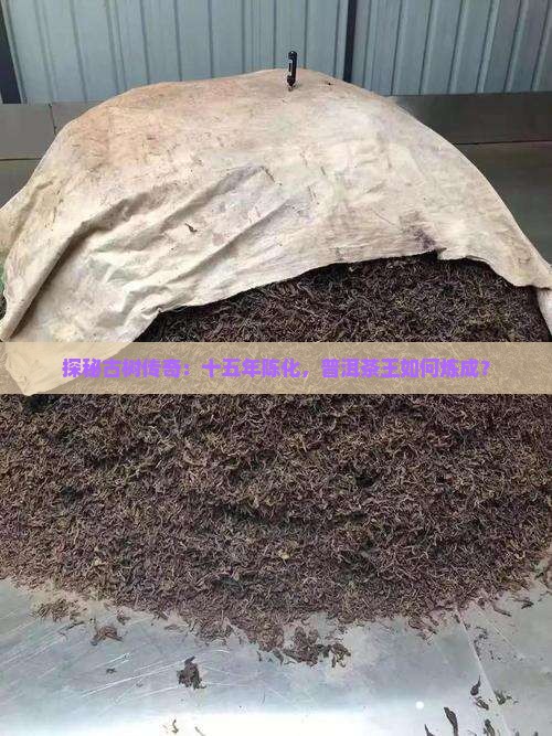 普洱茶茶树王十五年
