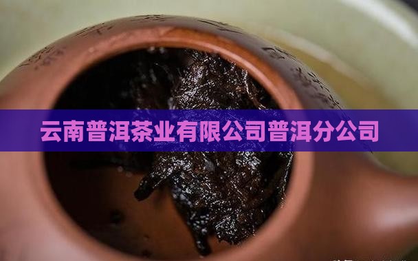 普洱茶笋叶电话