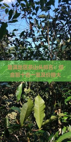 普洱地区茶山头排名