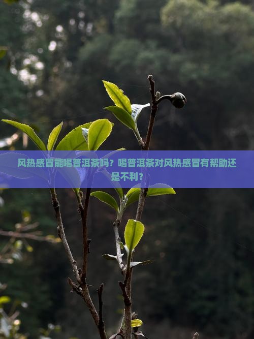 风热感冒和普洱茶