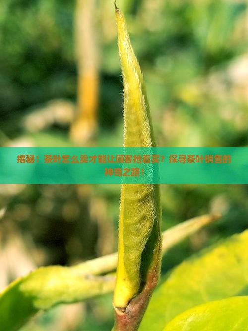茶叶应该这样卖茶叶的销路有哪些 茶叶应该这样卖茶叶的销路有哪些