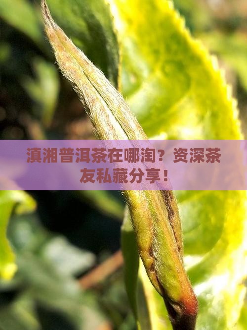 滇湘普洱茶哪里买