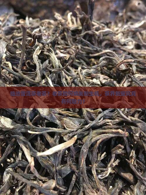 临沧普洱茶老茶