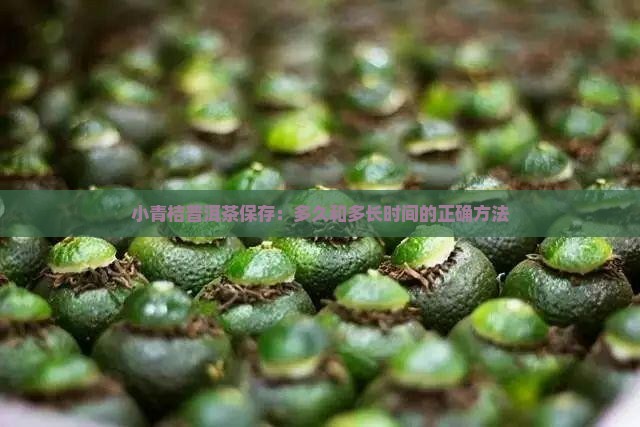 小青桔普洱茶保存