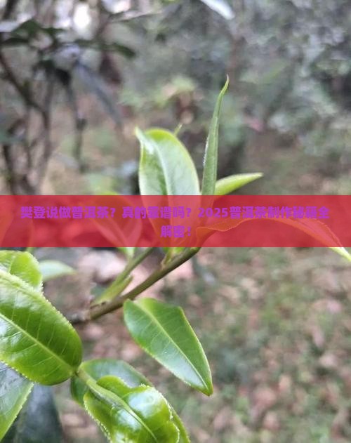 樊登说做普洱茶