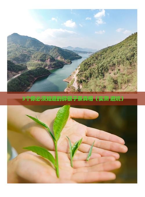 碎银子茶有什么功效呢