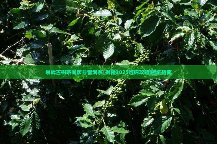 易武古树茶同庆号普洱茶