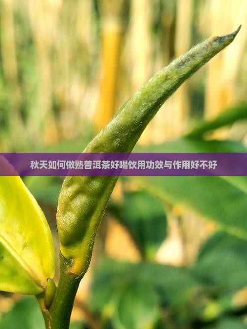 秋天如何做熟普洱茶