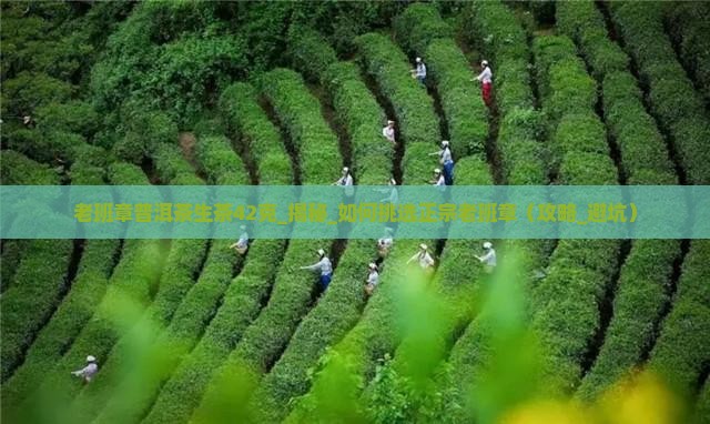 老班章普洱茶生茶42克