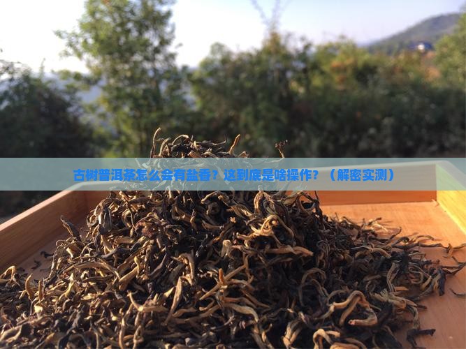 古树普洱茶为什么有盐香