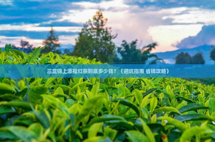 锦上添福有三盒的红茶多少钱
