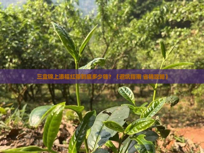 锦上添福有三盒的红茶多少钱