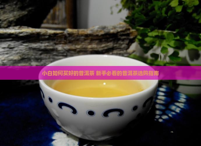 小白如何买普洱茶好的