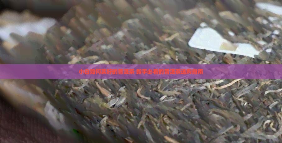 小白如何买普洱茶好的