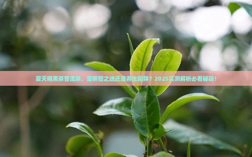 夏天可以喝黑茶普洱茶吗