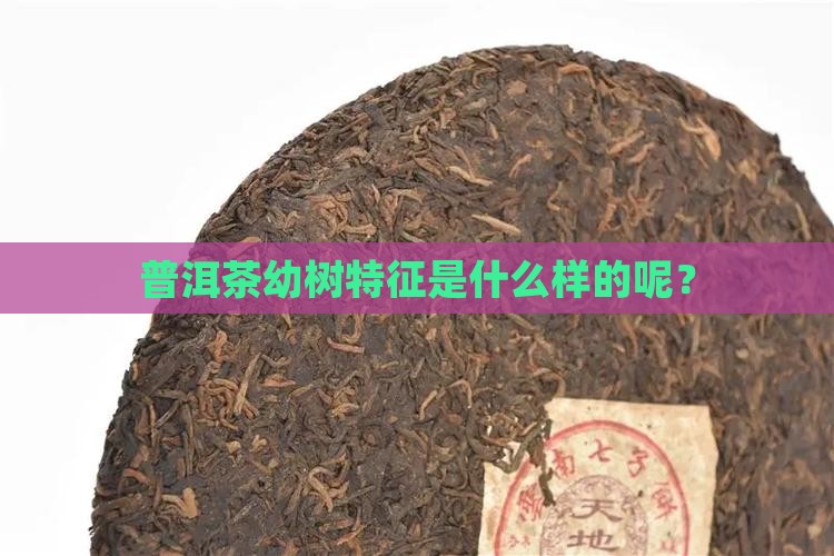 普洱茶幼树特征是什么样的