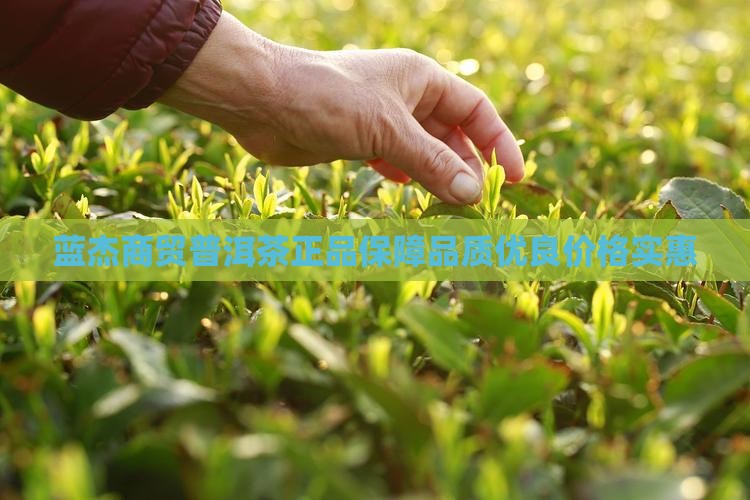 蓝杰商贸普洱茶